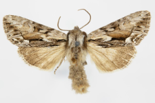 Hyppa rectilinea