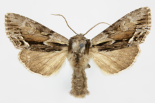 Hyppa rectilinea