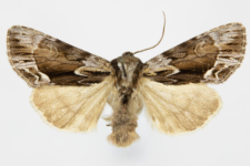 Hyppa rectilinea