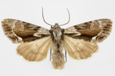 Hyppa rectilinea