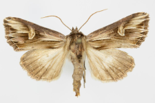 Actinotia polyodon