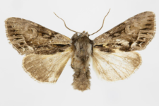 Hyppa rectilinea