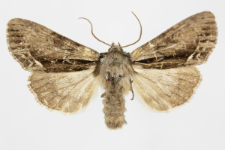 Hyppa rectilinea