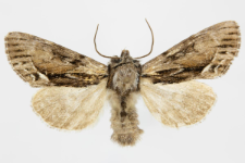 Hyppa rectilinea