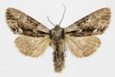 Hyppa rectilinea