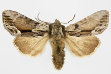 Hyppa rectilinea