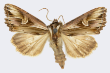 Actinotia polyodon