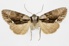 Hyppa rectilinea