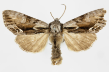 Hyppa rectilinea