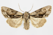 Hyppa rectilinea