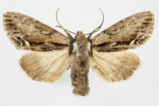 Hyppa rectilinea