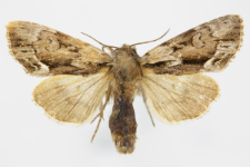 Hyppa rectilinea