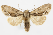 Hyppa rectilinea