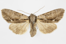 Hyppa rectilinea