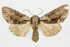 Hyppa rectilinea