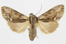 Hyppa rectilinea