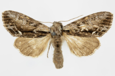 Hyppa rectilinea
