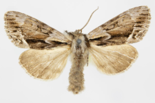 Hyppa rectilinea