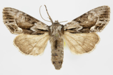 Hyppa rectilinea