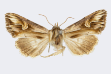 Actinotia polyodon