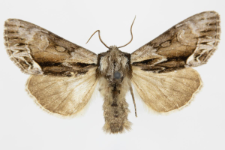 Hyppa rectilinea