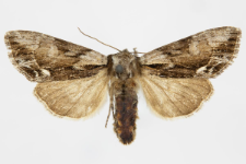 Hyppa rectilinea