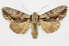 Hyppa rectilinea