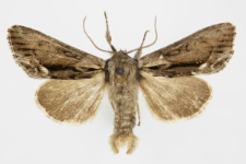 Hyppa rectilinea