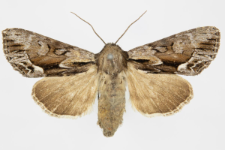 Hyppa rectilinea