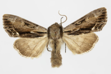 Hyppa rectilinea