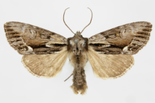 Hyppa rectilinea