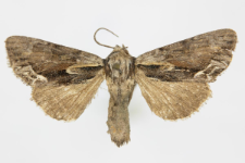 Hyppa rectilinea