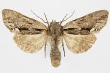 Hyppa rectilinea
