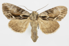 Hyppa rectilinea