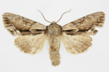 Hyppa rectilinea