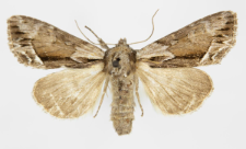 Hyppa rectilinea