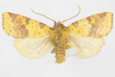 Xanthia inceritia