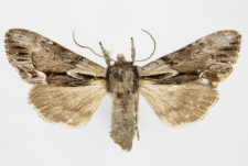Hyppa rectilinea