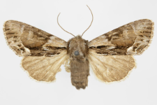 Hyppa rectilinea