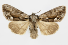 Hyppa rectilinea