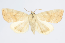 Cosmia trapezina