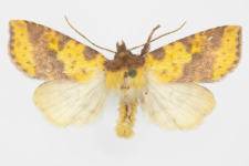 Xanthia inceritia