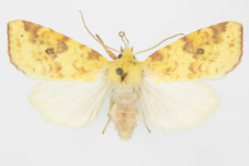 Xanthia inceritia