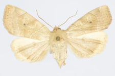 Cosmia trapezina