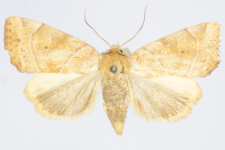 Cosmia trapezina