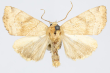 Cosmia trapezina