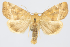 Cosmia trapezina