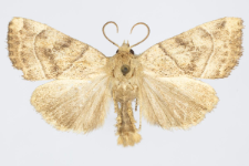 Cosmia trapezina