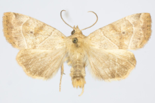 Cosmia trapezina