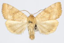 Cosmia trapezina